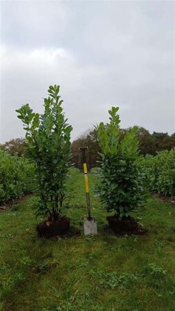 Prunus l. 'Rotundifolia' 125-150 cm met kluit - afbeelding 7