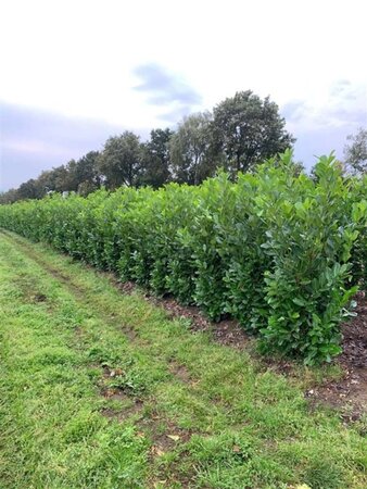 Prunus l. 'Rotundifolia' 150-175 cm met kluit - afbeelding 18