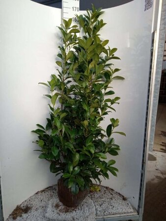 Prunus l. 'Rotundifolia' 150-175 cm met kluit - afbeelding 6