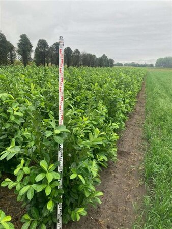 Prunus l. 'Rotundifolia' 150-175 cm met kluit - afbeelding 11