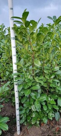 Prunus l. 'Rotundifolia' 150-175 cm met kluit - afbeelding 3