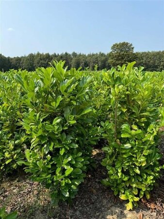 Prunus l. 'Rotundifolia' 150-175 cm met kluit - afbeelding 12