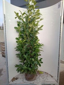 Prunus l. 'Rotundifolia' 175-200 cm met kluit - afbeelding 8