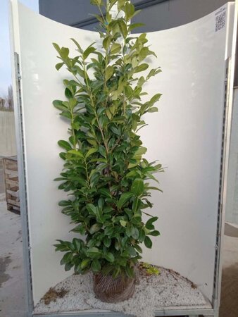 Prunus l. 'Rotundifolia' 175-200 cm met kluit - afbeelding 2