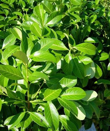 Prunus l. 'Rotundifolia' 175-200 cm met kluit - afbeelding 12