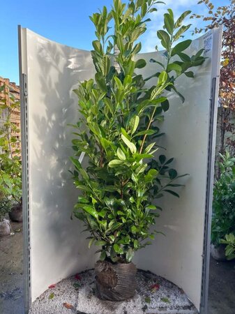 Prunus l. 'Rotundifolia' 175-200 cm met kluit - afbeelding 17