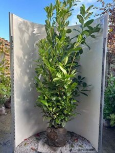 Prunus l. 'Rotundifolia' 175-200 cm met kluit - afbeelding 17