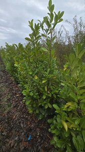 Prunus l. 'Rotundifolia' 175-200 cm met kluit - afbeelding 6