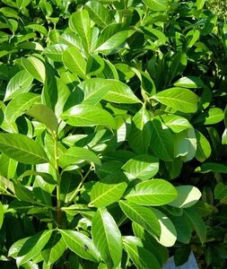 Prunus l. 'Rotundifolia' 80-100 cm met kluit - afbeelding 18