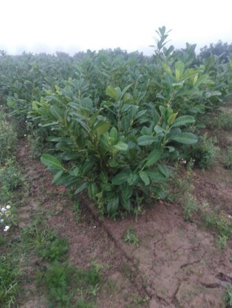 Prunus l. 'Rotundifolia' 80-100 cm met kluit - afbeelding 20