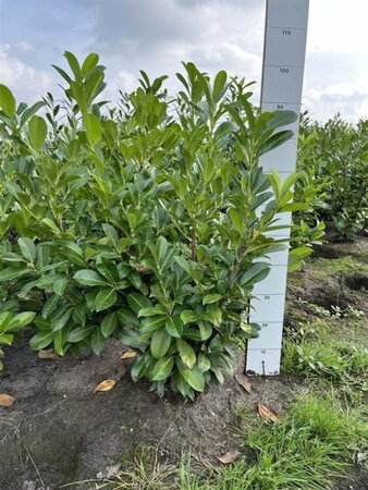 Prunus l. 'Rotundifolia' 80-100 cm met kluit - afbeelding 11