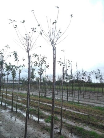 Prunus c. 'Kelleris 16' 8-10 Hoogstam wortelgoed - afbeelding 5