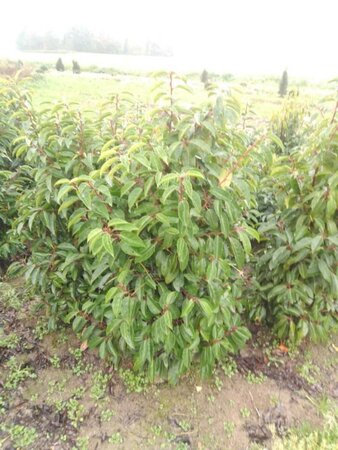 Prunus lusitanica 100-125 cm met kluit - afbeelding 1