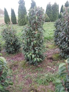 Prunus lusitanica 125-150 cm met kluit - afbeelding 2