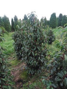 Prunus lusitanica 150-175 cm met kluit - afbeelding 2