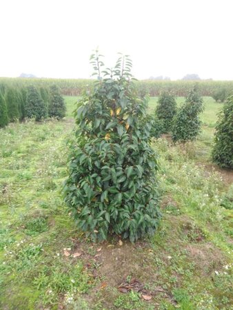 Prunus lusitanica 150-175 cm met kluit - afbeelding 1