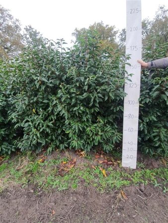 Prunus lusitanica 175-200 cm met kluit - afbeelding 2