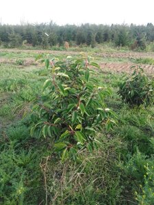 Prunus lusitanica 60-80 cm met kluit