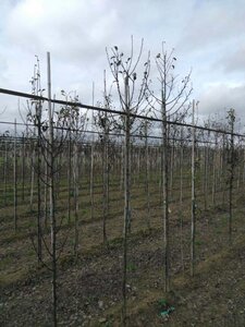 Pyrus c. 'Bonne Louise d'Avranches' 6-8 Hoogstam wortelgoed - afbeelding 2