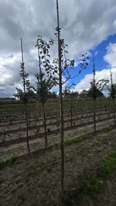 Pyrus c. 'Bonne Louise d'Avranches' 8-10 Hoogstam wortelgoed - afbeelding 4