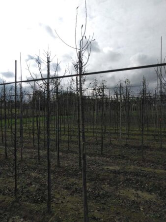 Pyrus c. 'Bonne Louise d'Avranches' 8-10 Hoogstam wortelgoed - afbeelding 3