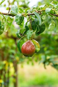 Pyrus c. 'Bonne Louise d'Avranches' 8-10 Hoogstam wortelgoed - afbeelding 10