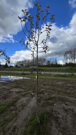 Pyrus c. 'Clapp's Favourite'=Clapps Liebling 10-12 Hoogstam wortelgoed