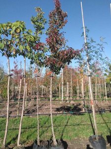 Pyrus calleryana 'Chanticleer' 10-12 Hoogstam BAG 3 X verplant