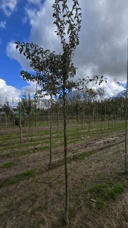 Pyrus c. 'Charneux' = (Légipont) 10-12 Hoogstam wortelgoed