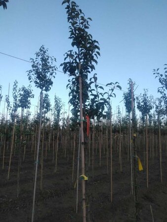 Pyrus c. 'Charneux' = (Légipont) 8-10 Hoogstam wortelgoed - afbeelding 3