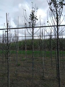 Pyrus c. 'Doyenné du Comice' (laat) 6-8 Hoogstam wortelgoed - afbeelding 4