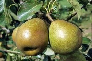 Pyrus c. 'Doyenné du Comice' (laat) 6-8 Hoogstam wortelgoed - afbeelding 5