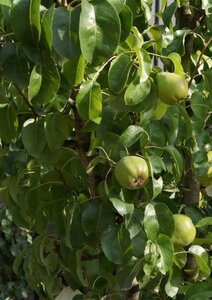 Pyrus c. 'Doyenné du Comice' (laat) 6-8 Hoogstam wortelgoed - afbeelding 2