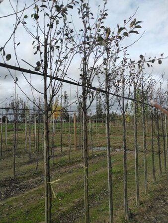 Pyrus c. 'Durondeau' 8-10 Hoogstam wortelgoed - afbeelding 5