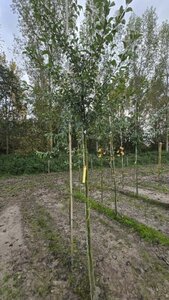 Pyrus c. 'Durondeau' 8-10 Hoogstam wortelgoed - afbeelding 4