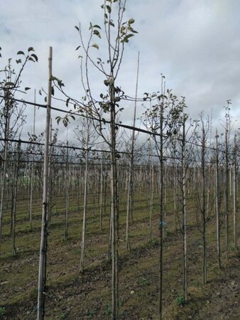 Pyrus c. Gute Graue 8-10 Hoogstam wortelgoed - afbeelding 2