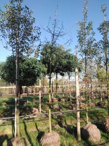 Pyrus communis=pyraster 12-14 Hoogstam draadkluit 2 X verplant - afbeelding 2