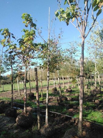 Pyrus communis=pyraster 12-14 Hoogstam draadkluit 2 X verplant - afbeelding 1