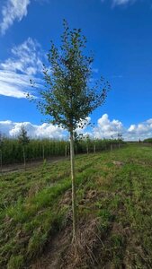 Pyrus communis=pyraster 18-20 Hoogstam draadkluit 3 X verplant