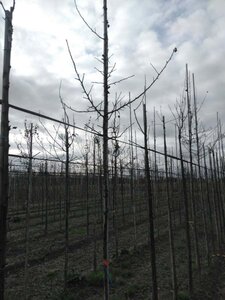 Pyrus communis=pyraster 6-8 Hoogstam wortelgoed - afbeelding 1