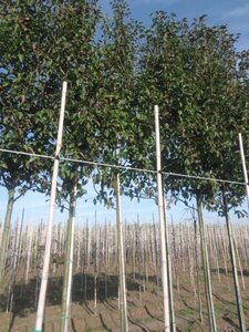 Pyrus calleryana 'Redspire' 12-14 Hoogstam wortelgoed 2 X verplant - afbeelding 2