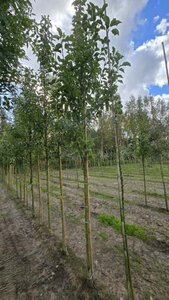 Pyrus calleryana 'Redspire' 12-14 Hoogstam wortelgoed 2 X verplant - afbeelding 1