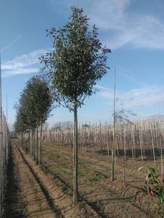 Pyrus calleryana 'Redspire' 18-20 Hoogstam draadkluit 3 X verplant