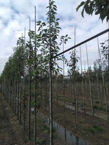 Pyrus calleryana 'Redspire' 6-8 Hoogstam wortelgoed