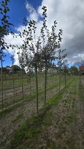 Pyrus c. 'Saint Rémy' 14-16 Hoogstam wortelgoed 2 X verplant