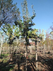 Pyrus c. 'Beurré Hardy' = Gellerts Butterbirne 14-16 Hoogstam draadkluit 3 X verplant