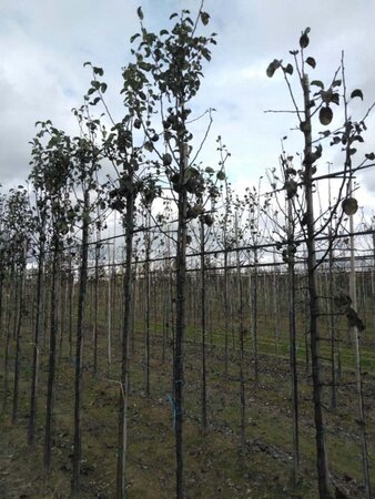 Pyrus c. 'Beurré Hardy' = Gellerts Butterbirne 6-8 Hoogstam wortelgoed - afbeelding 6