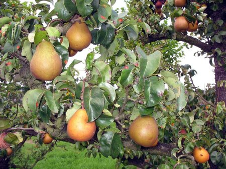 Pyrus c. 'Beurré Hardy' = Gellerts Butterbirne 8-10 Hoogstam wortelgoed - afbeelding 1