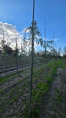 Pyrus salicifolia 'Pendula' 10-12 Hoogstam wortelgoed