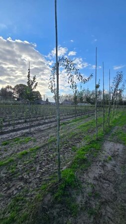 Pyrus salicifolia 'Pendula' 8-10 Hoogstam wortelgoed - afbeelding 2